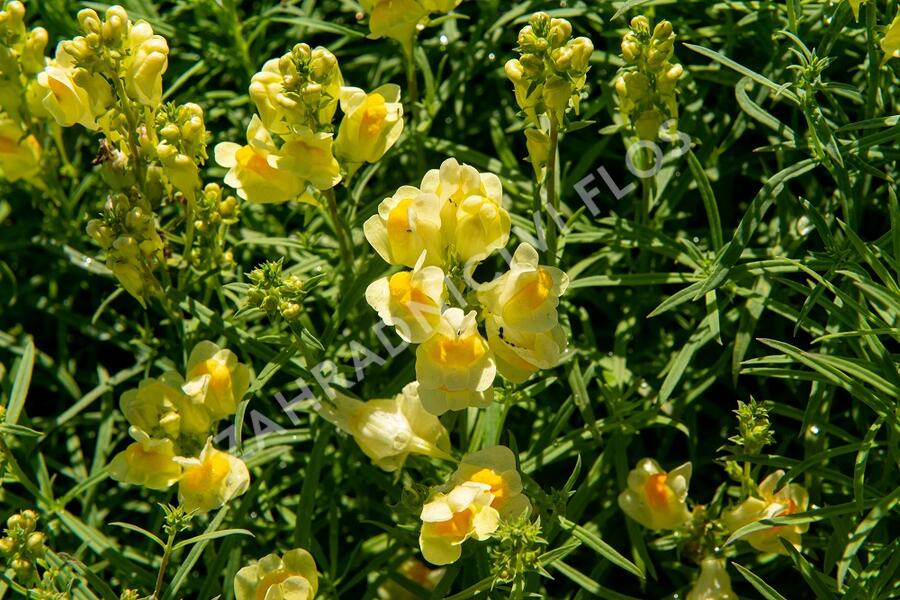 Lnice obecná - Linaria vulgaris