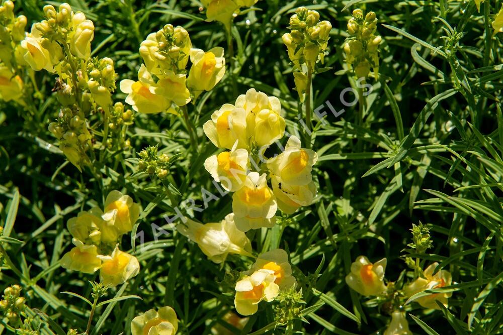 Lnice obecná - Linaria vulgaris