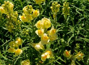 Lnice obecná - Linaria vulgaris