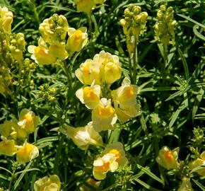 Lnice obecná - Linaria vulgaris