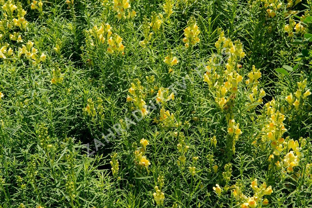 Lnice obecná - Linaria vulgaris