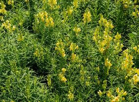 Lnice obecná - Linaria vulgaris