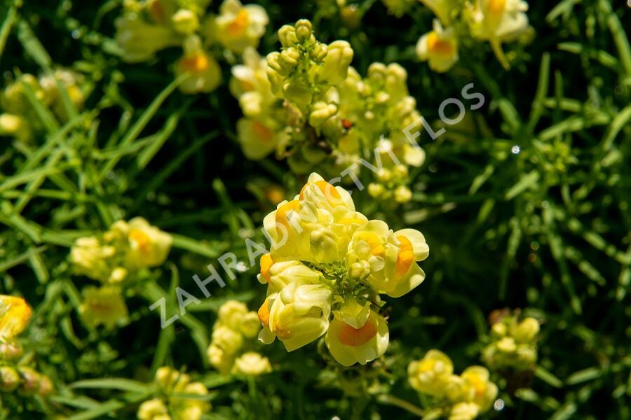 Lnice obecná - Linaria vulgaris