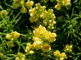 Lnice obecná - Linaria vulgaris