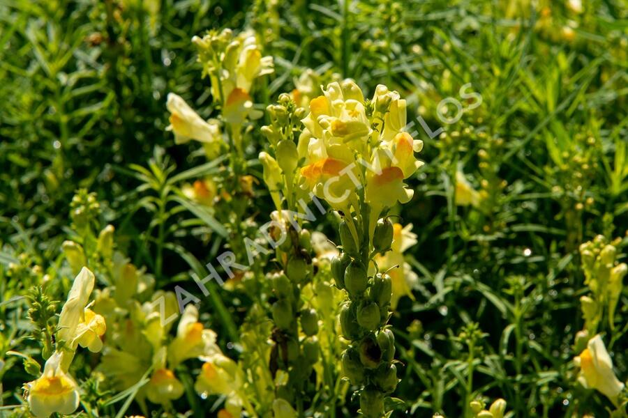 Lnice obecná - Linaria vulgaris