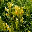 Lnice obecná - Linaria vulgaris