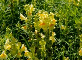 Lnice obecná - Linaria vulgaris