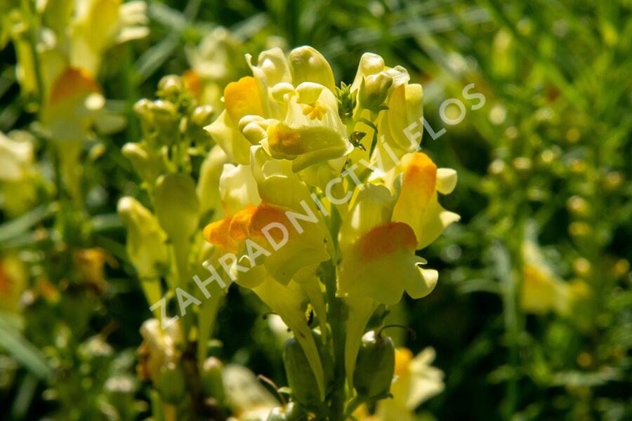 Lnice obecná - Linaria vulgaris