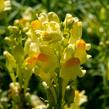 Lnice obecná - Linaria vulgaris