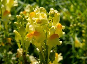 Lnice obecná - Linaria vulgaris
