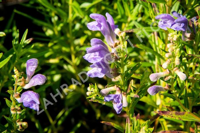 Šišák bajkalský - Scutellaria baicalensis