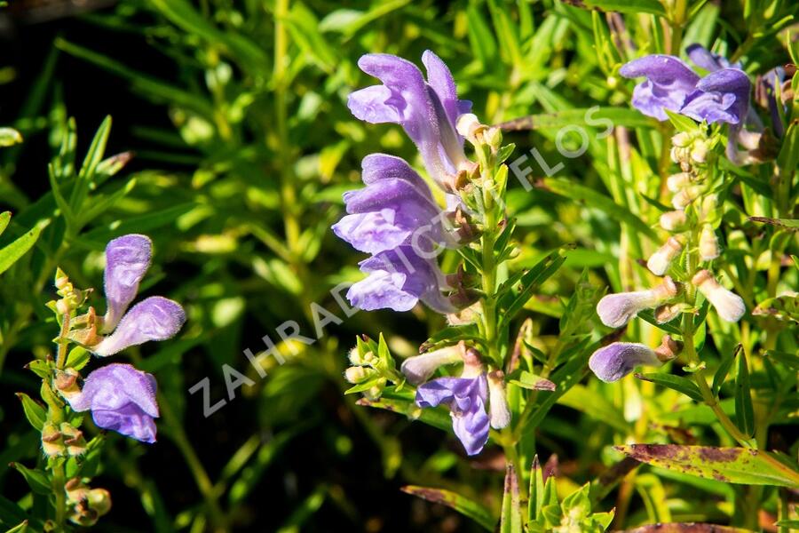 Šišák bajkalský - Scutellaria baicalensis