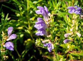 Šišák bajkalský - Scutellaria baicalensis