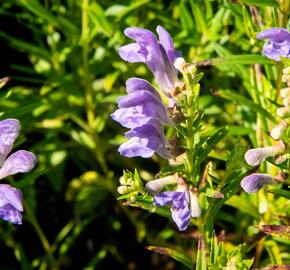 Šišák bajkalský - Scutellaria baicalensis