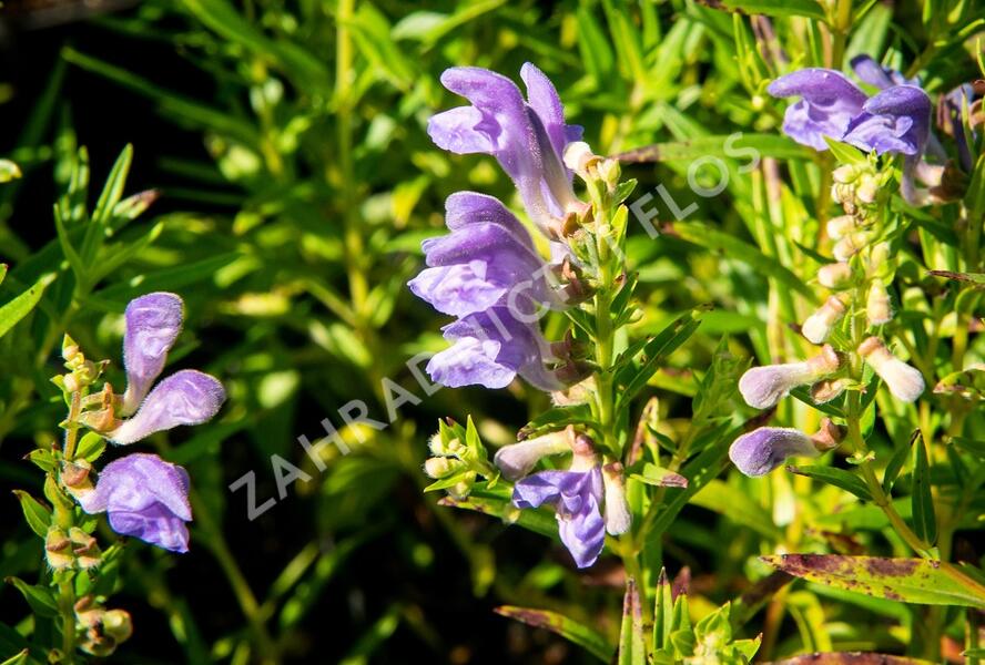 Šišák bajkalský - Scutellaria baicalensis