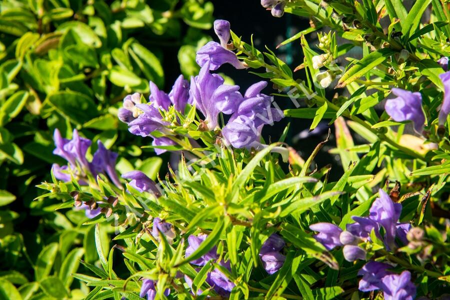 Šišák bajkalský - Scutellaria baicalensis