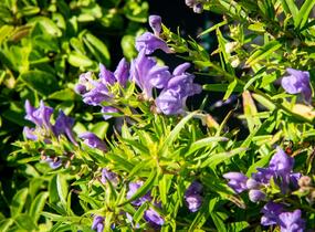 Šišák bajkalský - Scutellaria baicalensis