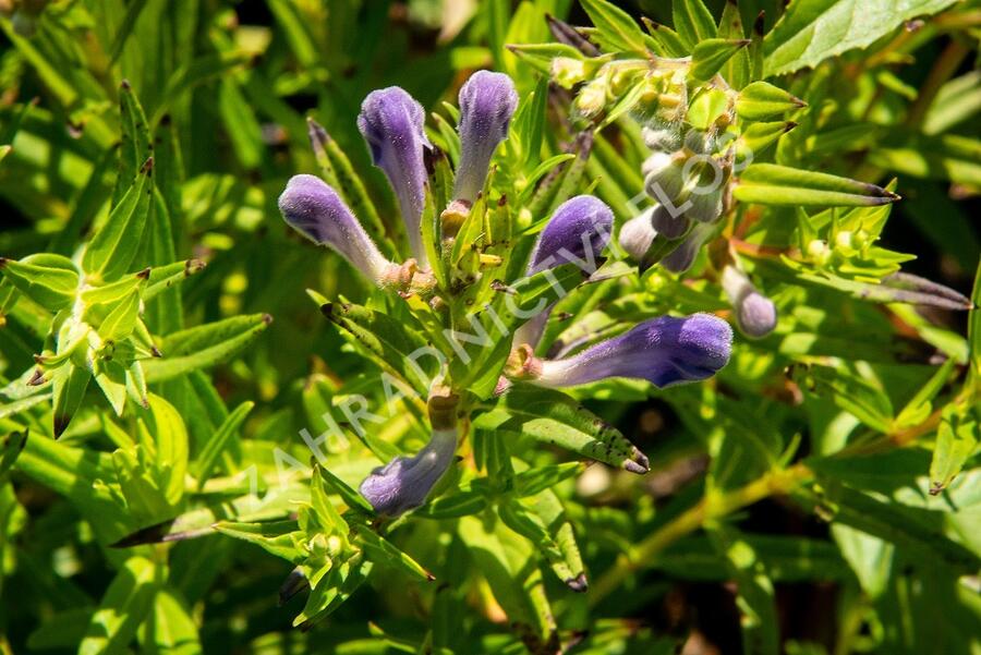 Šišák bajkalský - Scutellaria baicalensis