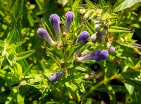 Šišák bajkalský - Scutellaria baicalensis