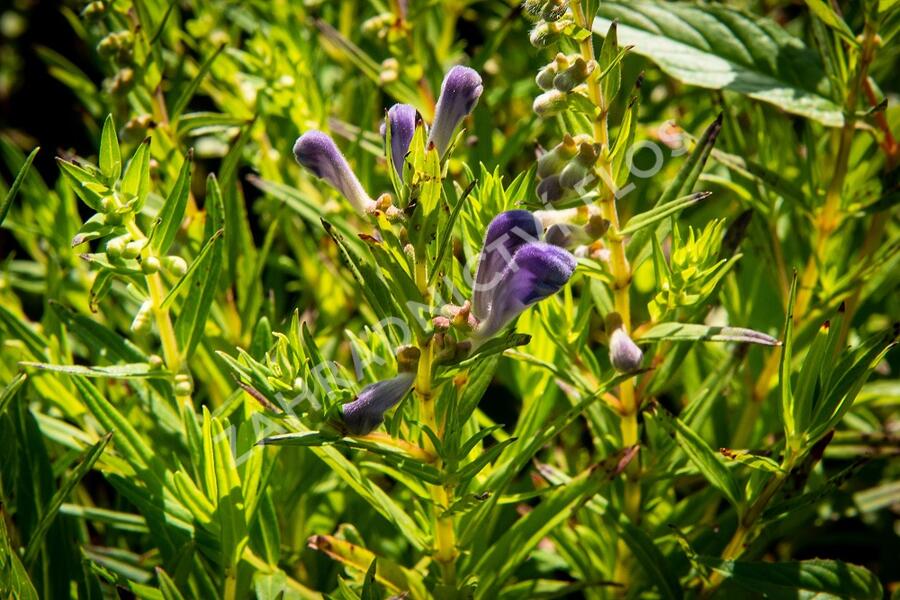 Šišák bajkalský - Scutellaria baicalensis