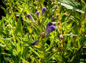 Šišák bajkalský - Scutellaria baicalensis