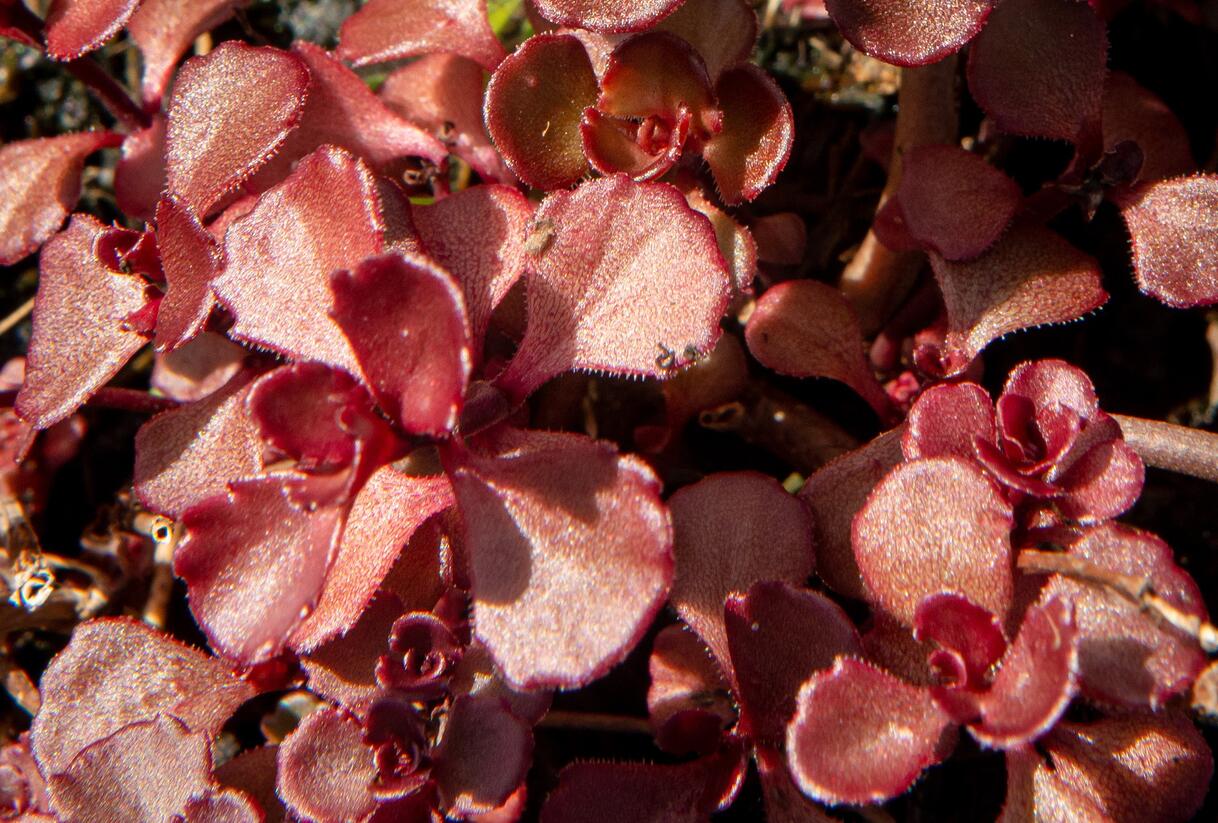 Rozchodník pochybný 'Mahogany Red' - Sedum spurium 'Mahogany Red'