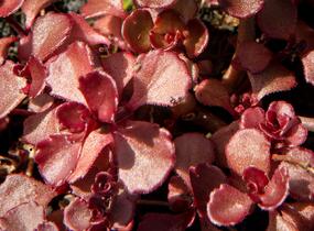 Rozchodník pochybný 'Mahogany Red' - Sedum spurium 'Mahogany Red'