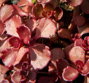 Rozchodník pochybný 'Mahogany Red' - Sedum spurium 'Mahogany Red'