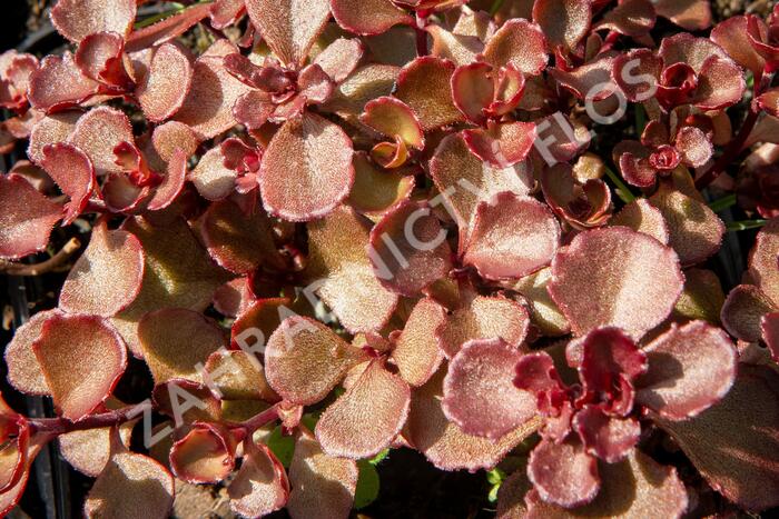 Rozchodník pochybný 'Mahogany Red' - Sedum spurium 'Mahogany Red'