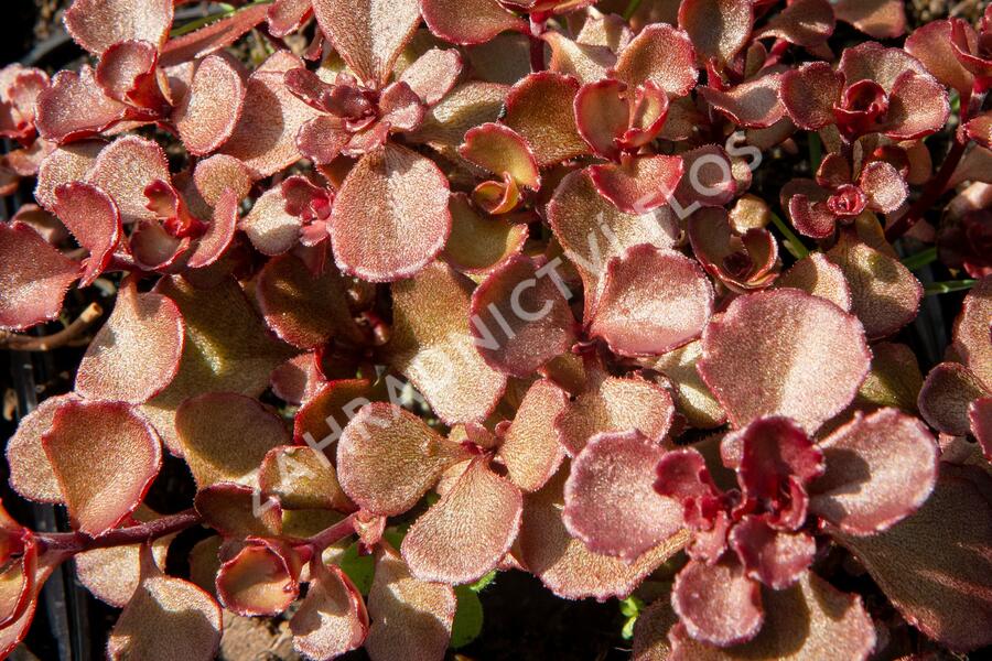 Rozchodník pochybný 'Mahogany Red' - Sedum spurium 'Mahogany Red'