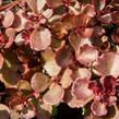 Rozchodník pochybný 'Mahogany Red' - Sedum spurium 'Mahogany Red'