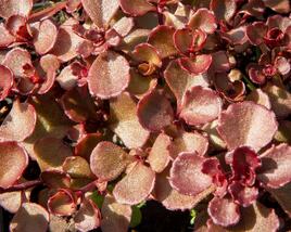 Rozchodník pochybný 'Mahogany Red'