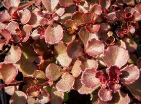 Rozchodník pochybný 'Mahogany Red' - Sedum spurium 'Mahogany Red'