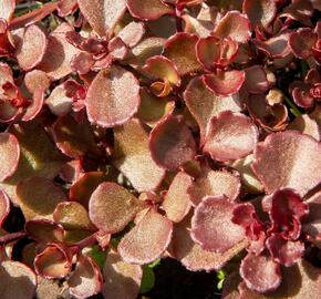 Rozchodník pochybný 'Mahogany Red' - Sedum spurium 'Mahogany Red'