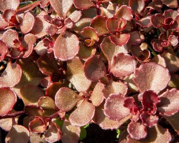 Rozchodník pochybný 'Mahogany Red'