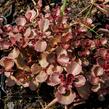 Rozchodník pochybný 'Mahogany Red' - Sedum spurium 'Mahogany Red'