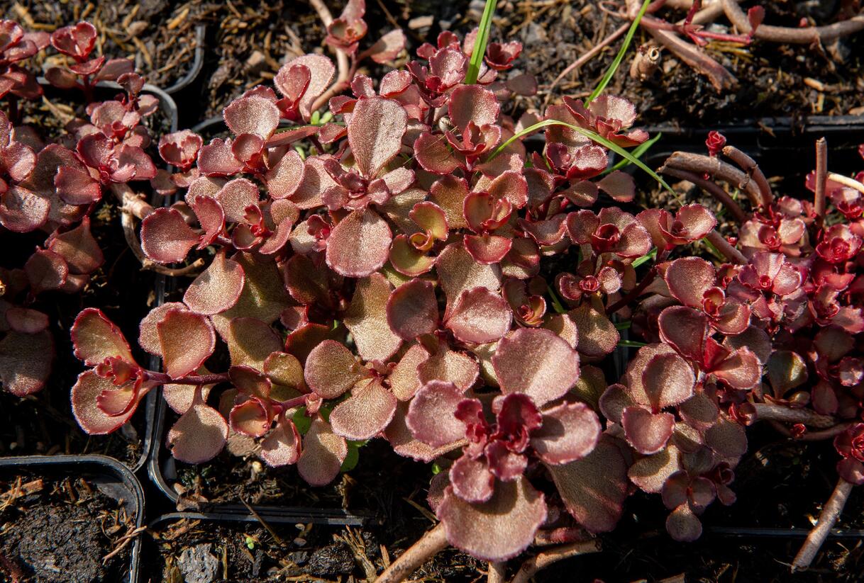 Rozchodník pochybný 'Mahogany Red' - Sedum spurium 'Mahogany Red'