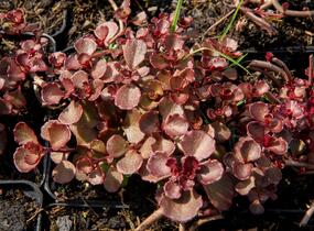 Rozchodník pochybný 'Mahogany Red' - Sedum spurium 'Mahogany Red'