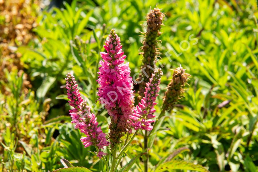 Rozrazil klasnatý 'Candles Bubblegum' - Veronica spicata 'Candles Bubblegum'