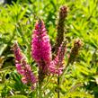 Rozrazil klasnatý 'Candles Bubblegum' - Veronica spicata 'Candles Bubblegum'