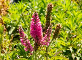 Rozrazil klasnatý 'Candles Bubblegum' - Veronica spicata 'Candles Bubblegum'