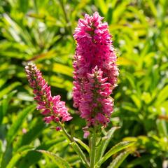 Rozrazil klasnatý 'Bubblegum Candles' - Veronica spicata 'Bubblegum Candles'