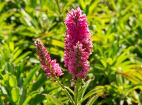Rozrazil klasnatý 'Candles Bubblegum' - Veronica spicata 'Candles Bubblegum'