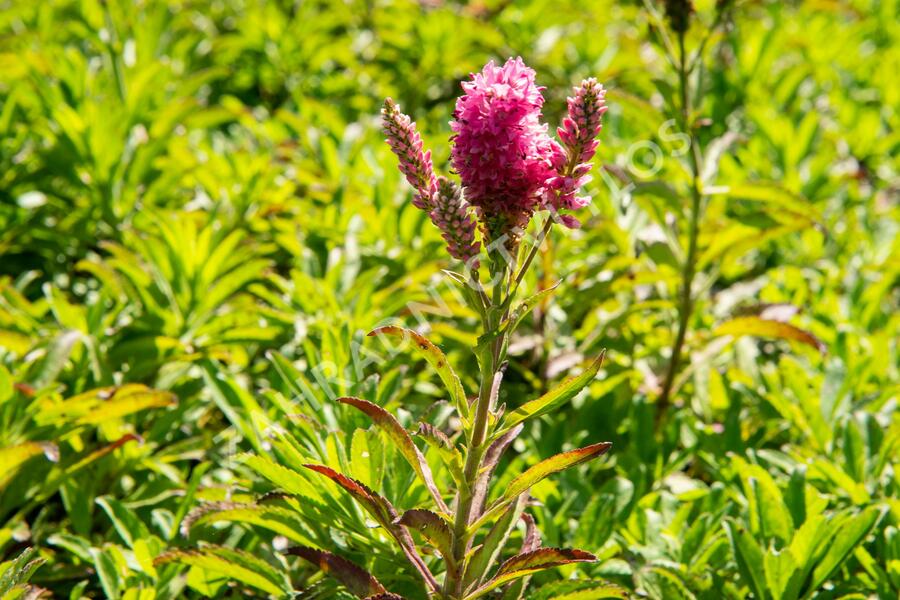 Rozrazil klasnatý 'Candles Bubblegum' - Veronica spicata 'Candles Bubblegum'