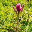 Rozrazil klasnatý 'Candles Bubblegum' - Veronica spicata 'Candles Bubblegum'