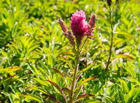 Rozrazil klasnatý 'Candles Bubblegum' - Veronica spicata 'Candles Bubblegum'