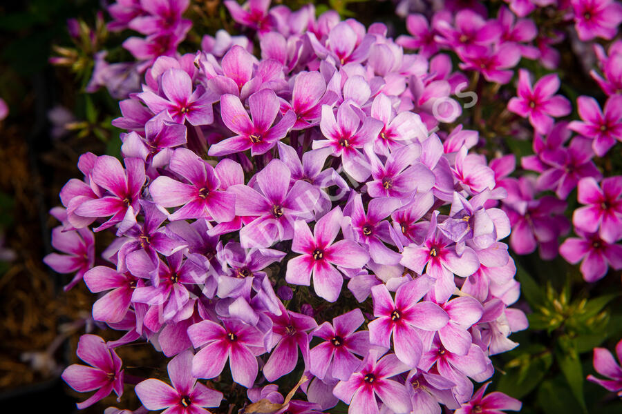 Plamenka latnatá 'Early Purple Pink Eye' - Phlox paniculata 'Early Purple Pink Eye'