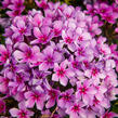 Plamenka latnatá 'Early Purple Pink Eye' - Phlox paniculata 'Early Purple Pink Eye'