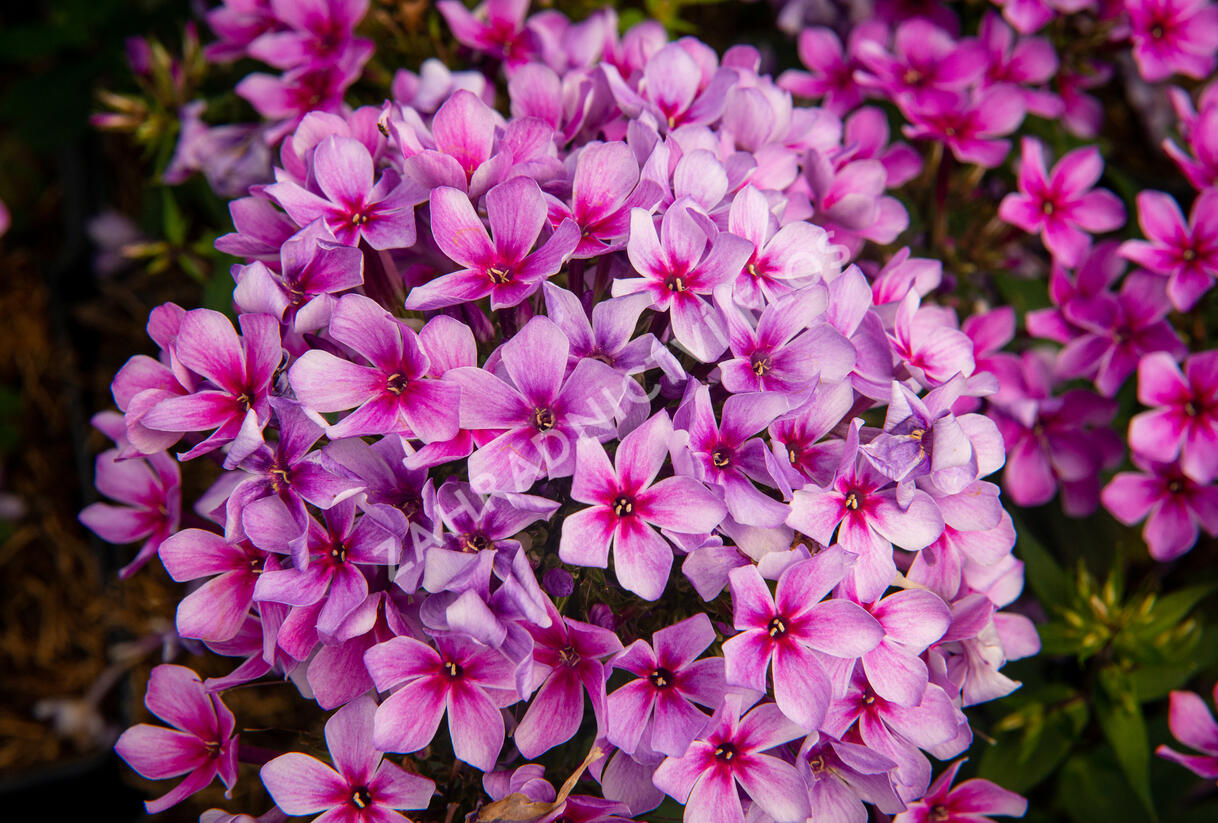 Plamenka latnatá 'Early Purple Pink Eye' - Phlox paniculata 'Early Purple Pink Eye'