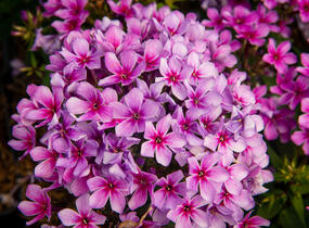 Plamenka latnatá 'Early Purple Pink Eye' - Phlox paniculata 'Early Purple Pink Eye'